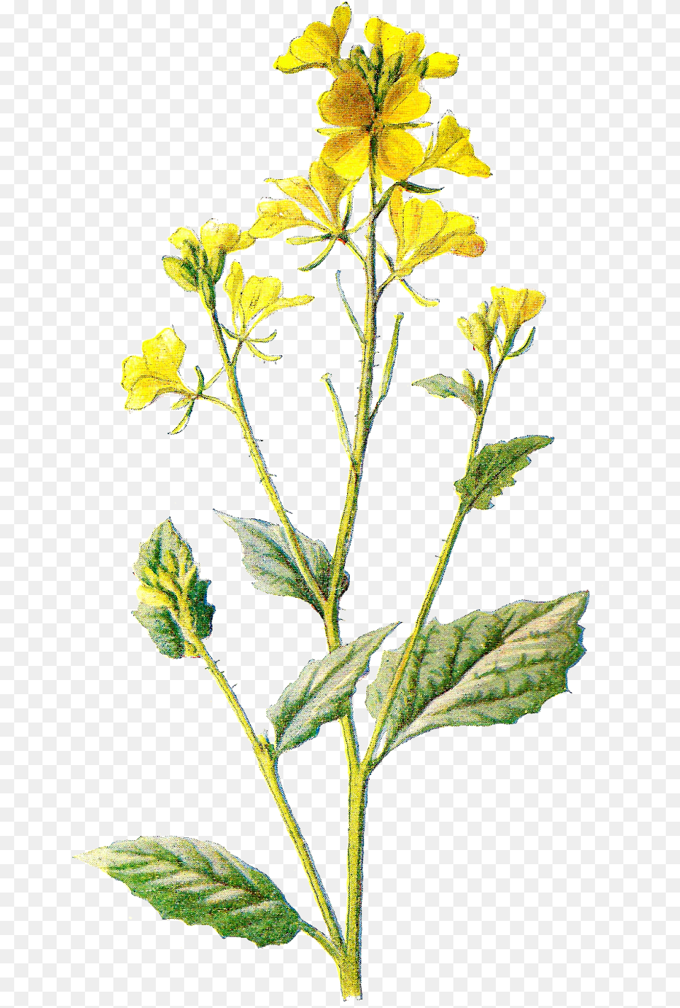 Field Clipart Field Wildflower Wild Yellow Flower Transparent, Leaf, Plant, Acanthaceae, Petal Png