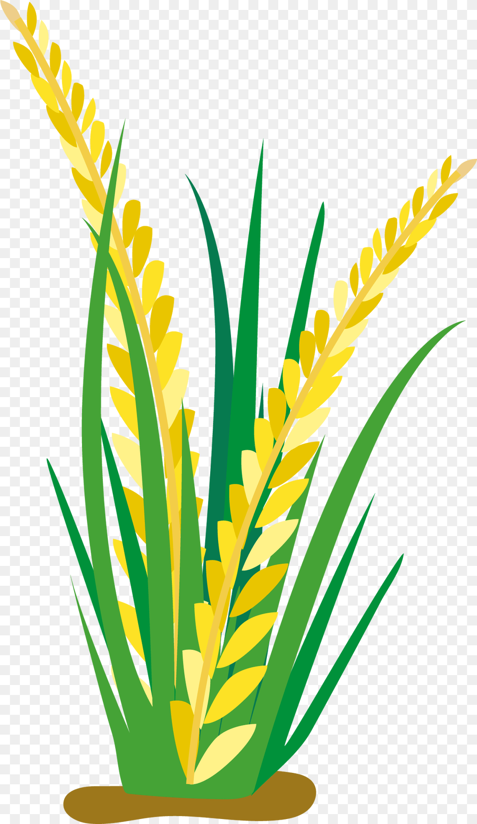 Field Clipart Rice, Grass, Plant, Flower, Aloe Png