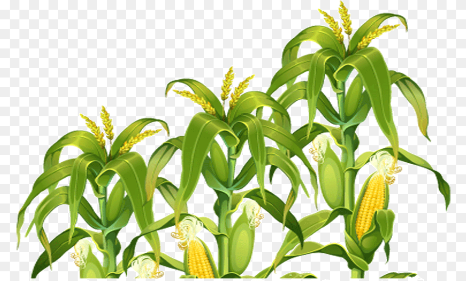 Field Corn Portable Network Graphics Clip Art Image Corn Field, Plant, Food, Grain, Produce Png