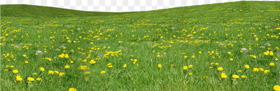 Field Grass Flowers Grass And Flowers, Countryside, Outdoors, Nature, Meadow Png