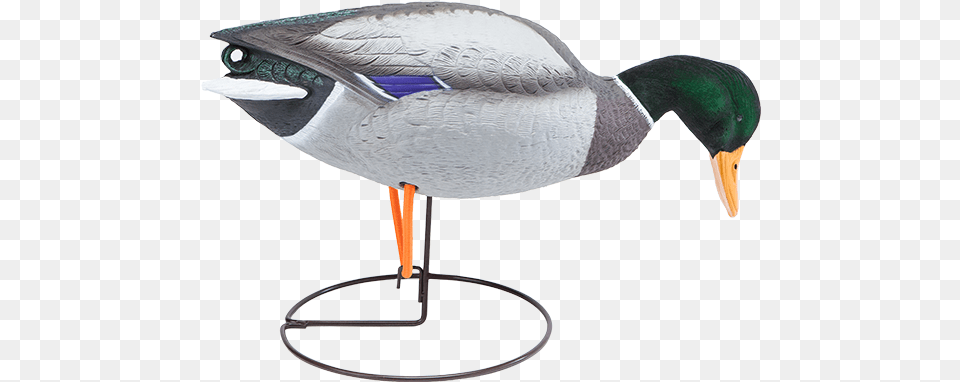 Field Mallard Decoy Drake Walkerfeeder With Flocked Mallard, Animal, Anseriformes, Bird, Waterfowl Png