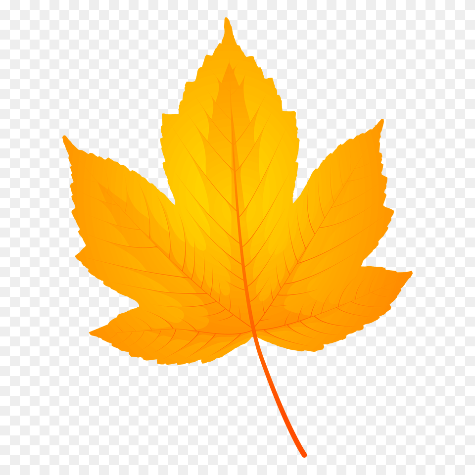 Field Maple Autumn Leaf Clipart, Plant, Tree, Maple Leaf Png