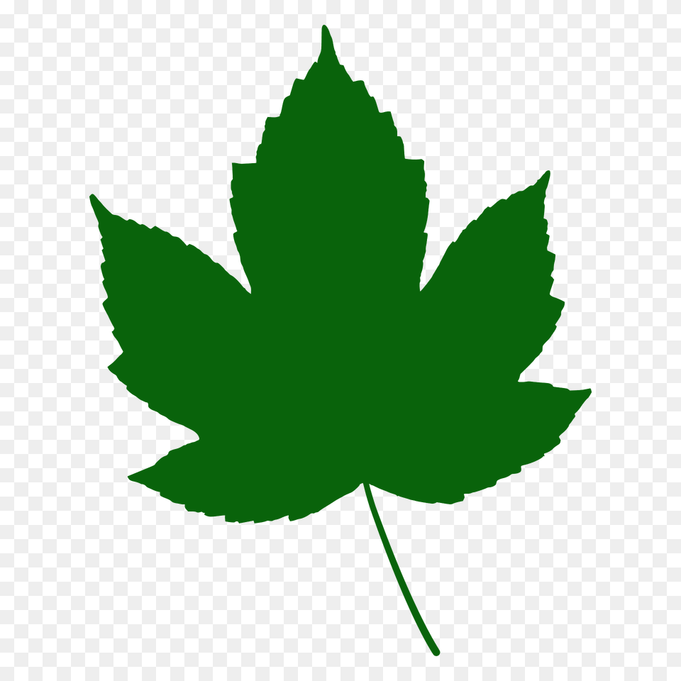 Field Maple Leaf Silhouette, Plant, Maple Leaf, Tree Free Transparent Png