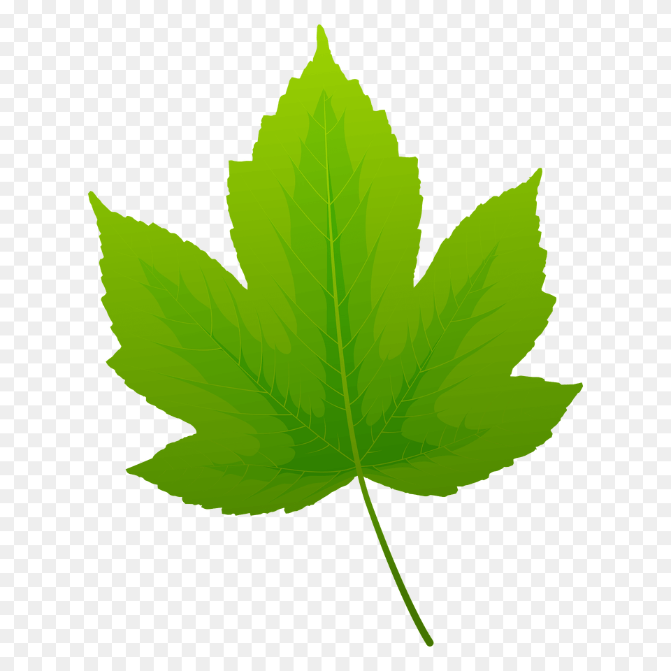 Field Maple Spring Leaf Clipart, Plant, Tree, Maple Leaf Free Png Download