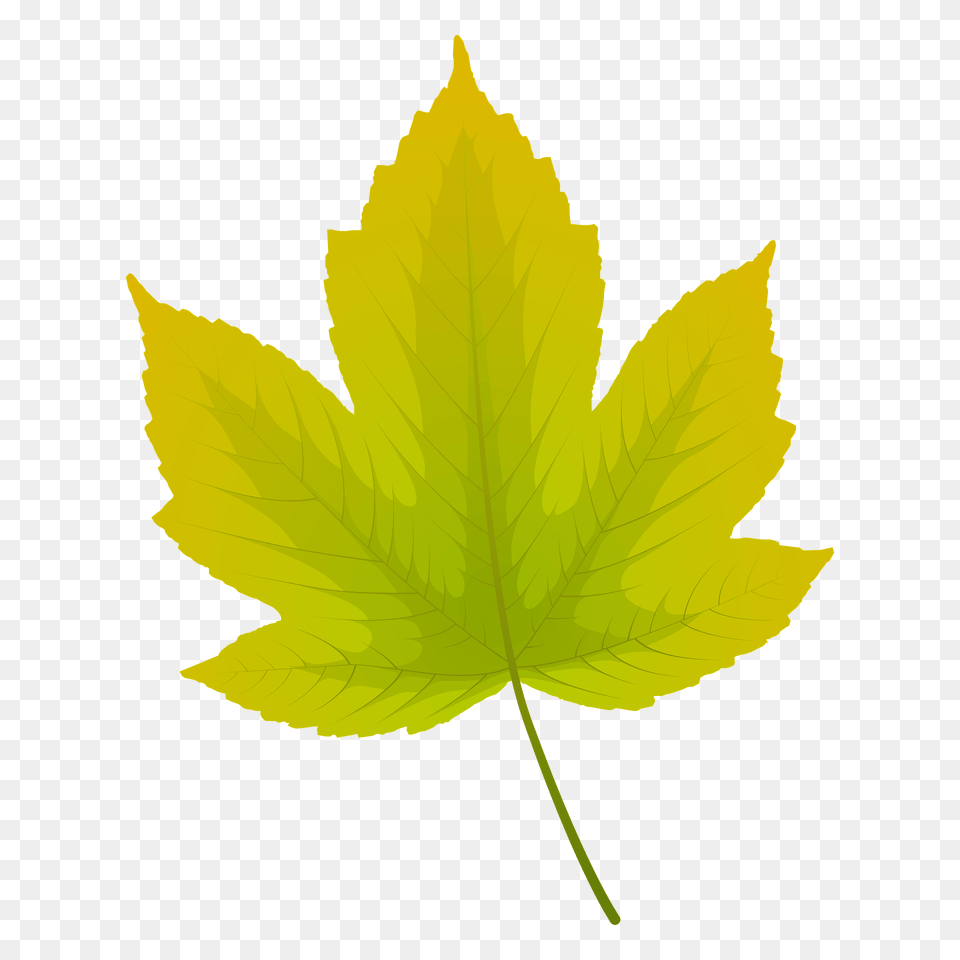Field Maple Summer Leaf Clipart, Plant, Tree, Maple Leaf Png Image