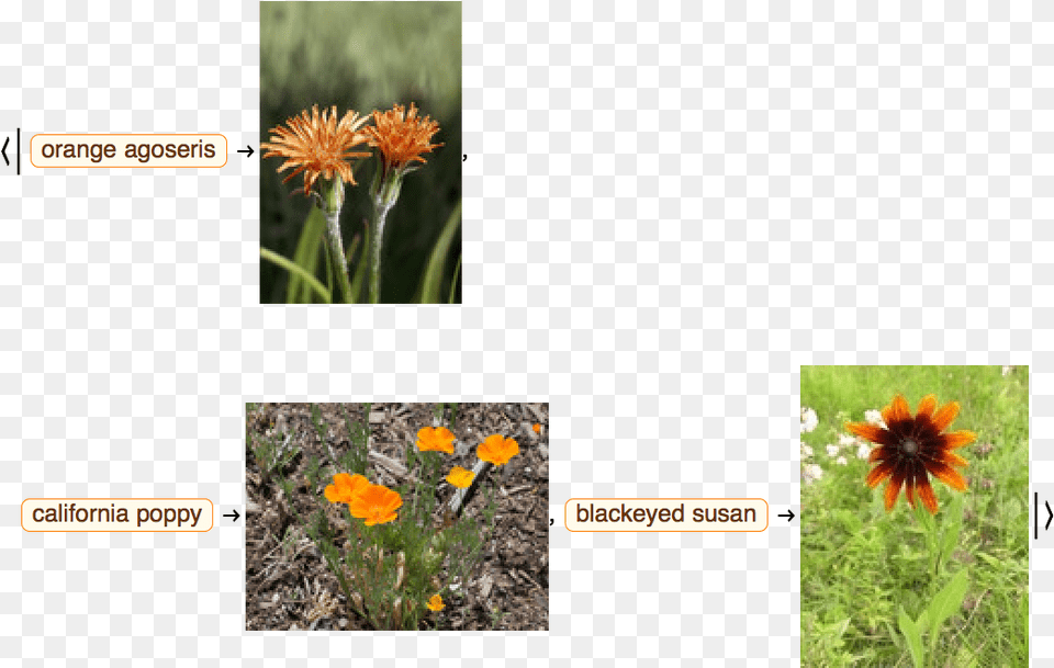 Field Marigold African Daisy, Flower, Plant, Petal, Vegetation Free Transparent Png