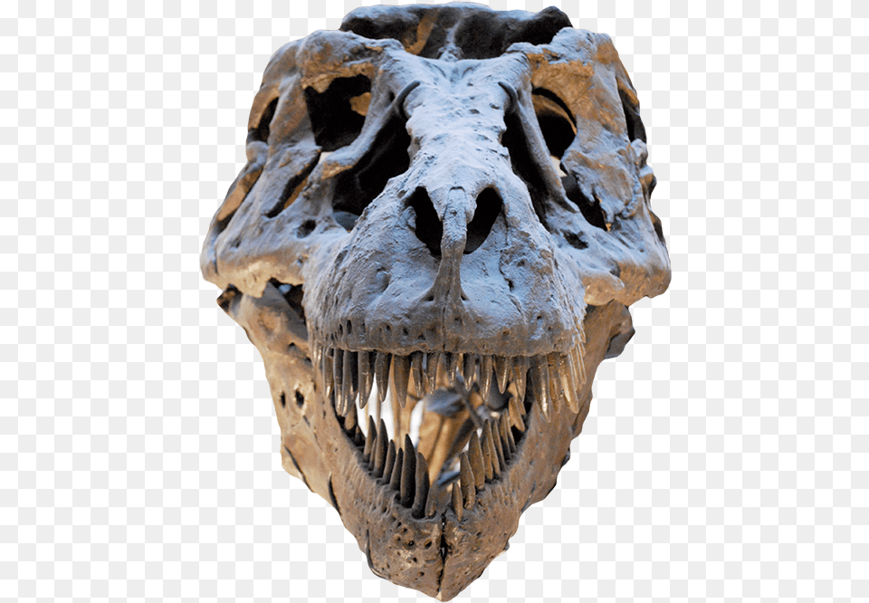 Field Museum Of Natural History, Animal, Dinosaur, Reptile, Bear Png Image