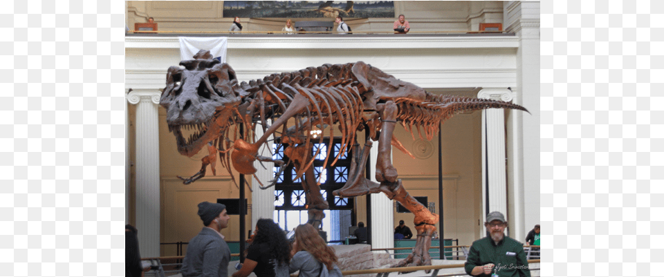 Field Museum Of Natural History, Adult, Male, Man, Person Free Png
