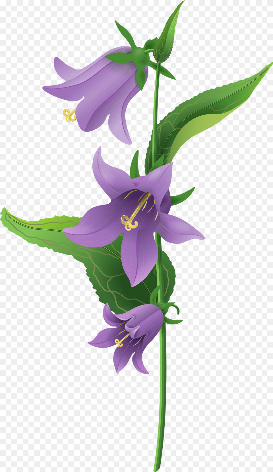 Field Of Lavender Flowers Bell Flower, Plant, Anther, Petal Png