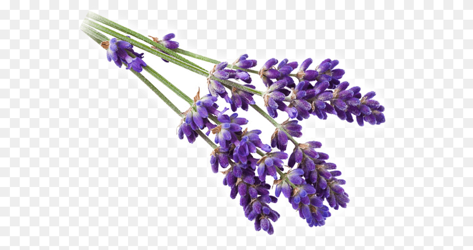 Field Of Lavender Flowers Lavender, Flower, Plant Png Image