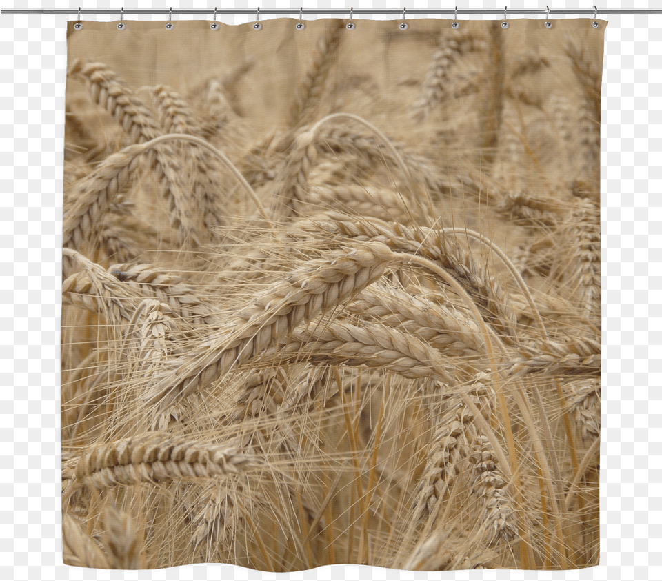 Field Of Wheat Wheat, Food, Grain, Plant, Produce Png