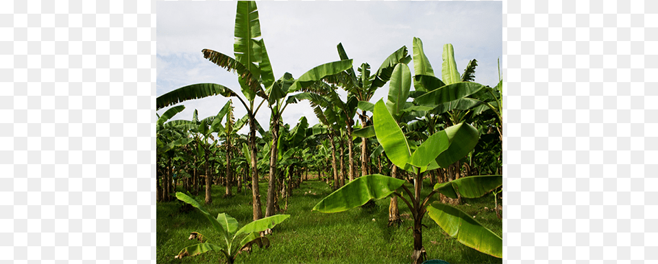 Field Service Tree Of Banana Dead, Vegetation, Plant, Leaf, Summer Free Png Download