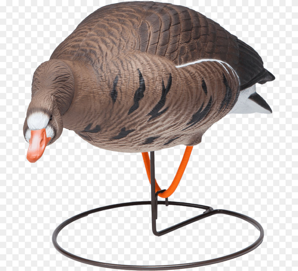 Field Speckle Bellies Left Feeder Goose Hunting Decoy Turkey, Animal, Bird, Waterfowl, Beak Free Png Download