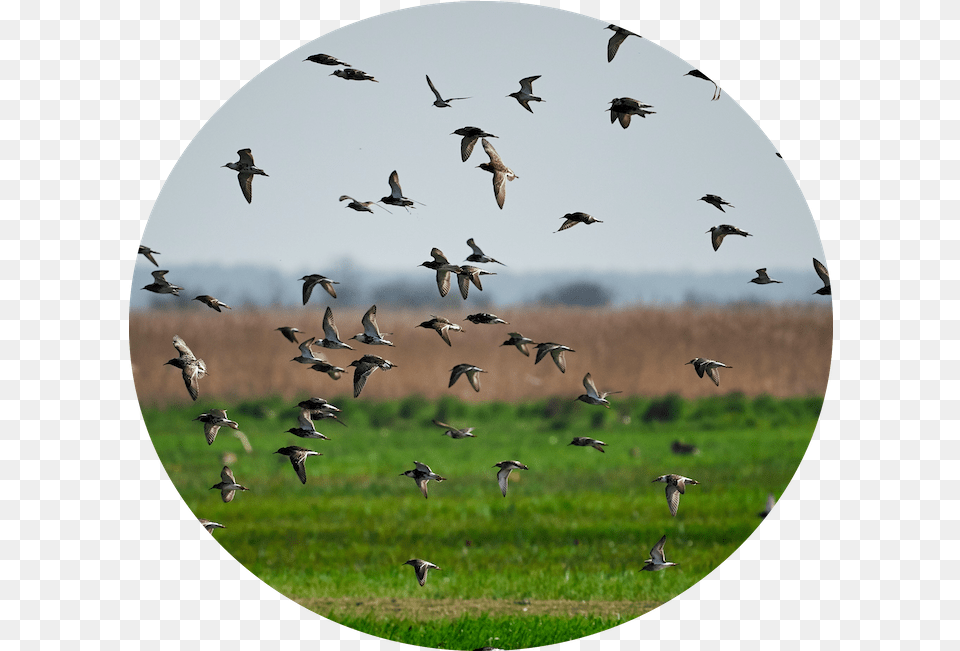 Field U0026 Row Crops Bird Gard Birds In The Field, Animal, Flock, Flying, Photography Png Image
