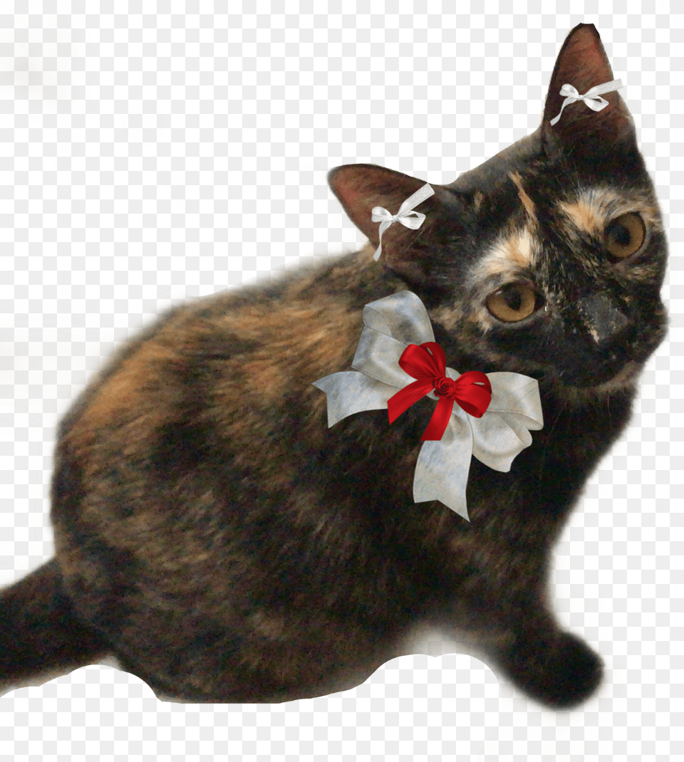 Fiestamexicana, Animal, Cat, Mammal, Manx Free Transparent Png