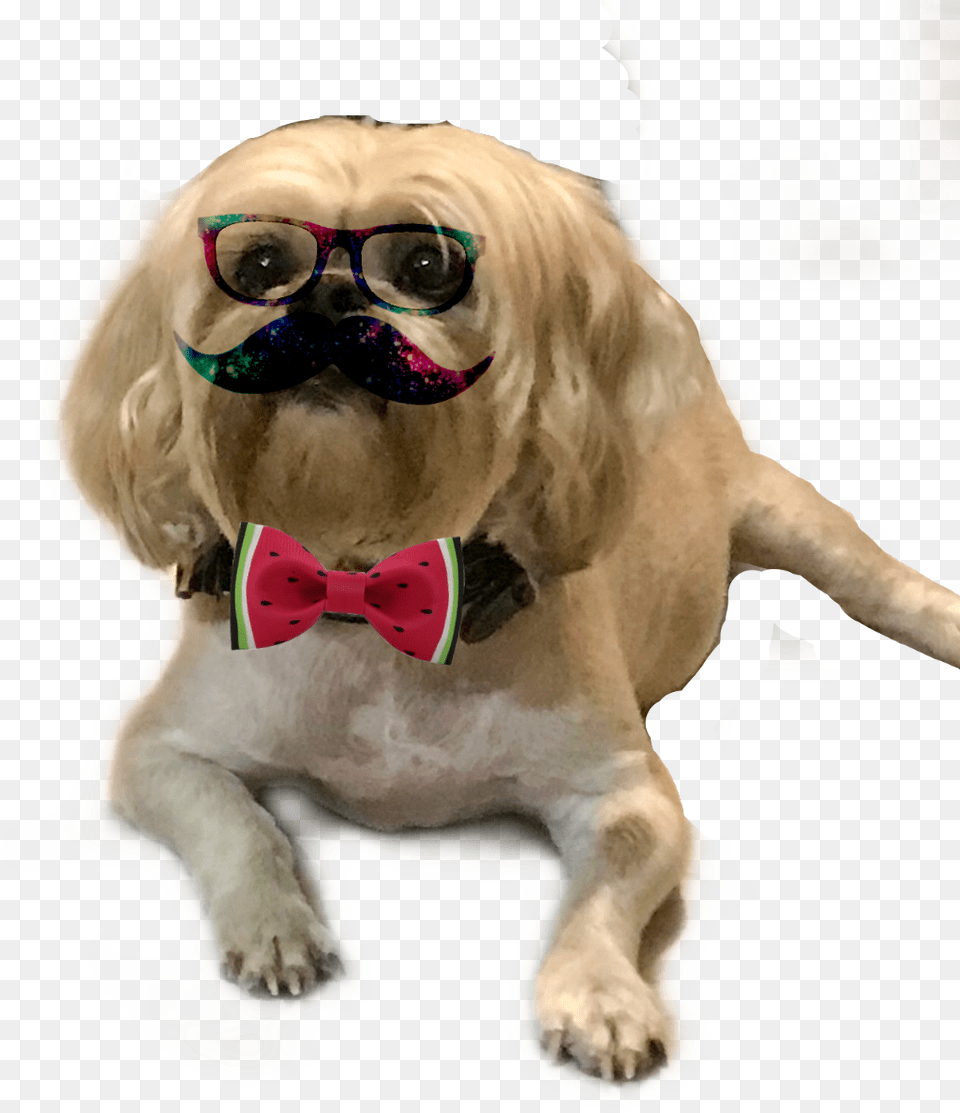 Fiestamexicana Pug, Accessories, Tie, Formal Wear, Dog Free Png Download