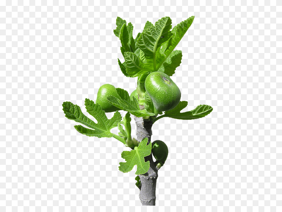 Fig Food, Fruit, Plant, Produce Free Transparent Png