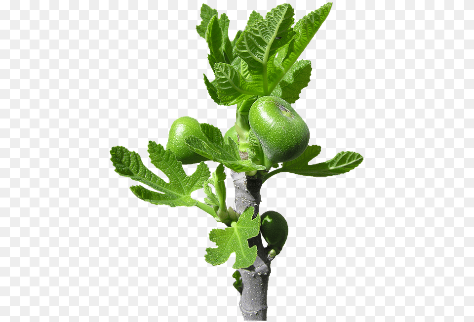 Fig Buds Fruit Free Photo On Pixabay Houseplant, Food, Plant, Produce, Leaf Png Image