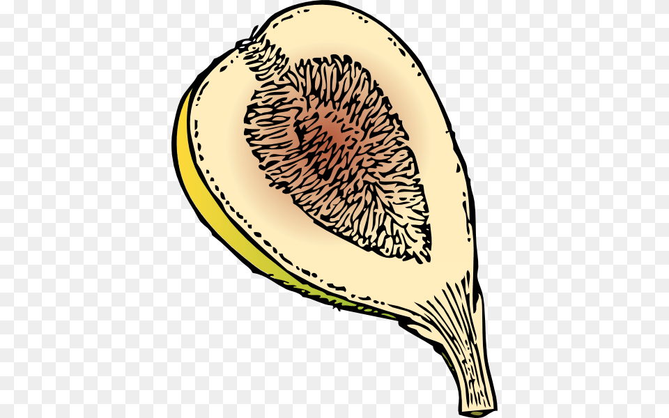 Fig Cartoon Cliparts, Food, Fruit, Plant, Produce Free Png