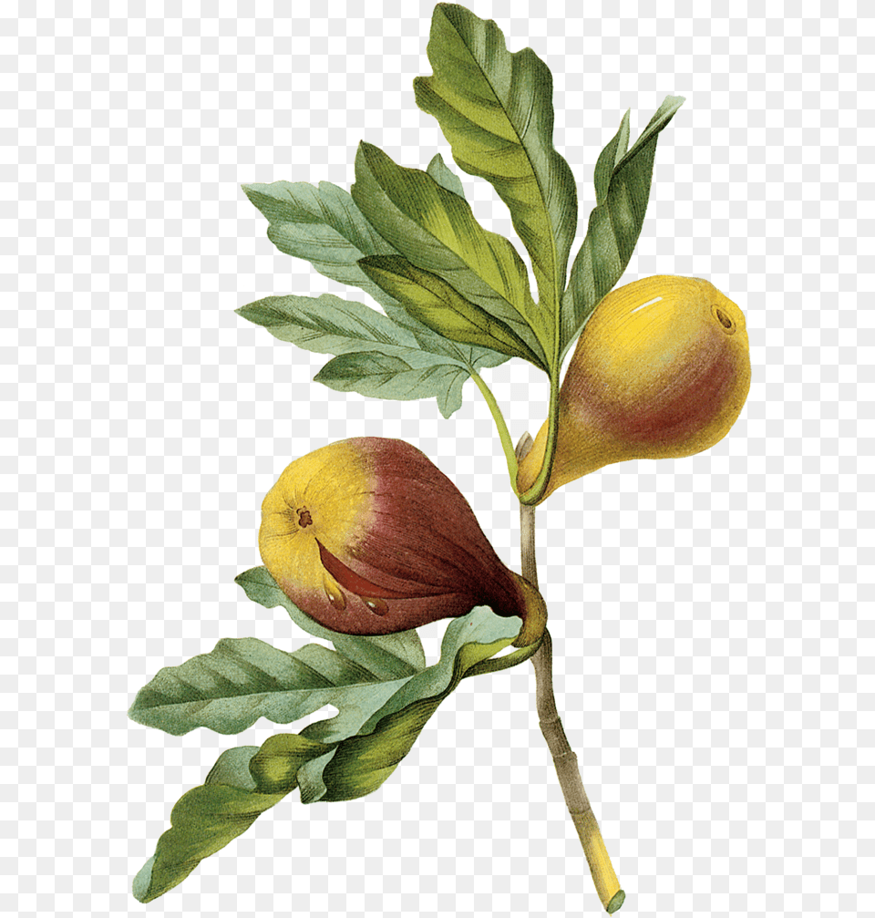 Fig Cinnamon Mr Bitters Drawing Fig Tree Branch, Food, Fruit, Plant, Produce Png Image