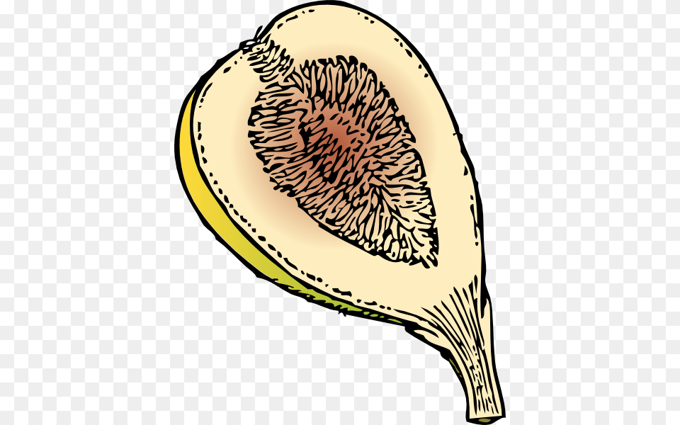 Fig Clip Art Vector, Food, Fruit, Plant, Produce Free Transparent Png