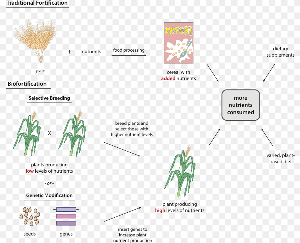 Fig Genetic Biofortification Free Transparent Png