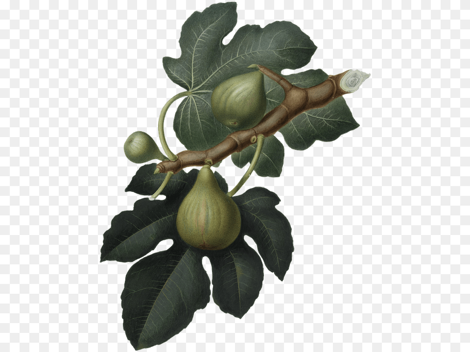 Fig Green Nature Feigen, Food, Fruit, Plant, Produce Free Png