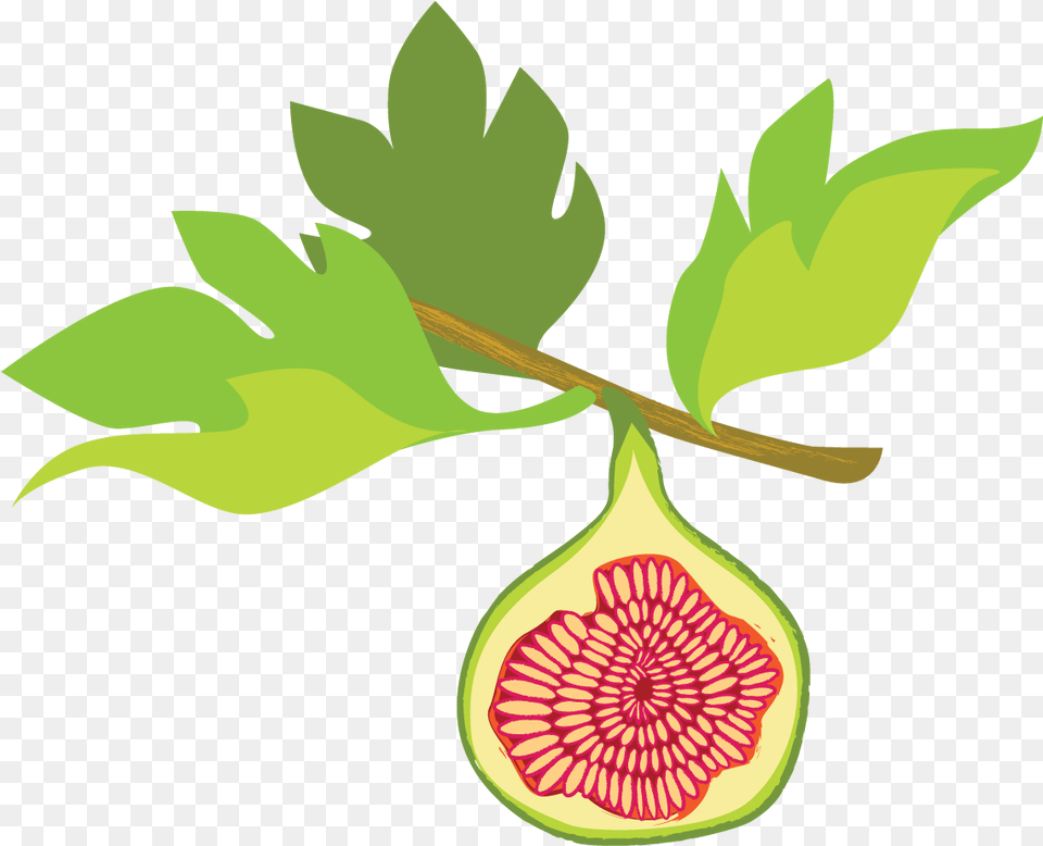 Fig Illustration Fig Tree Clipart, Food, Fruit, Plant, Produce Png Image