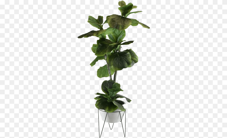 Fig Leaf, Jar, Plant, Planter, Potted Plant Png