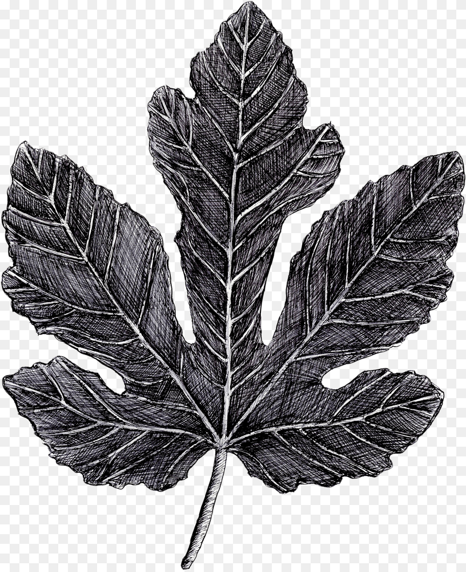 Fig Leaf, Plant, Tree Free Transparent Png