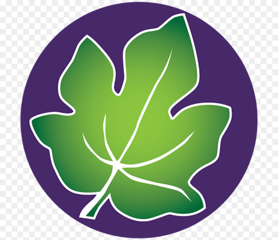 Fig Leaf, Plant Png Image