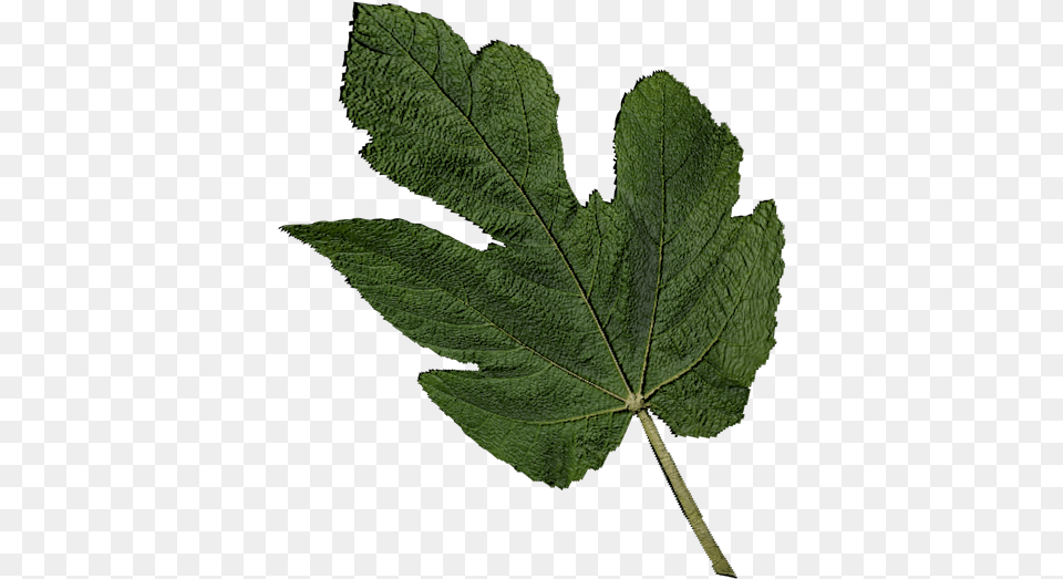 Fig Leaf 3d Cad Model Library Grabcad Fig Tree Leaves, Plant Free Png