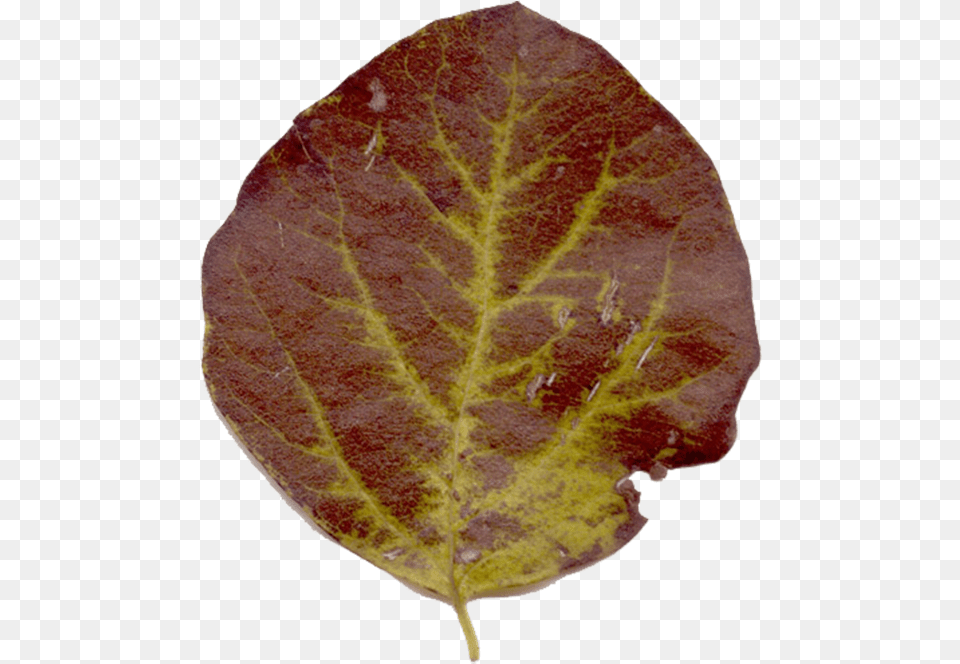 Fig Leaf, Plant, Rock Png Image