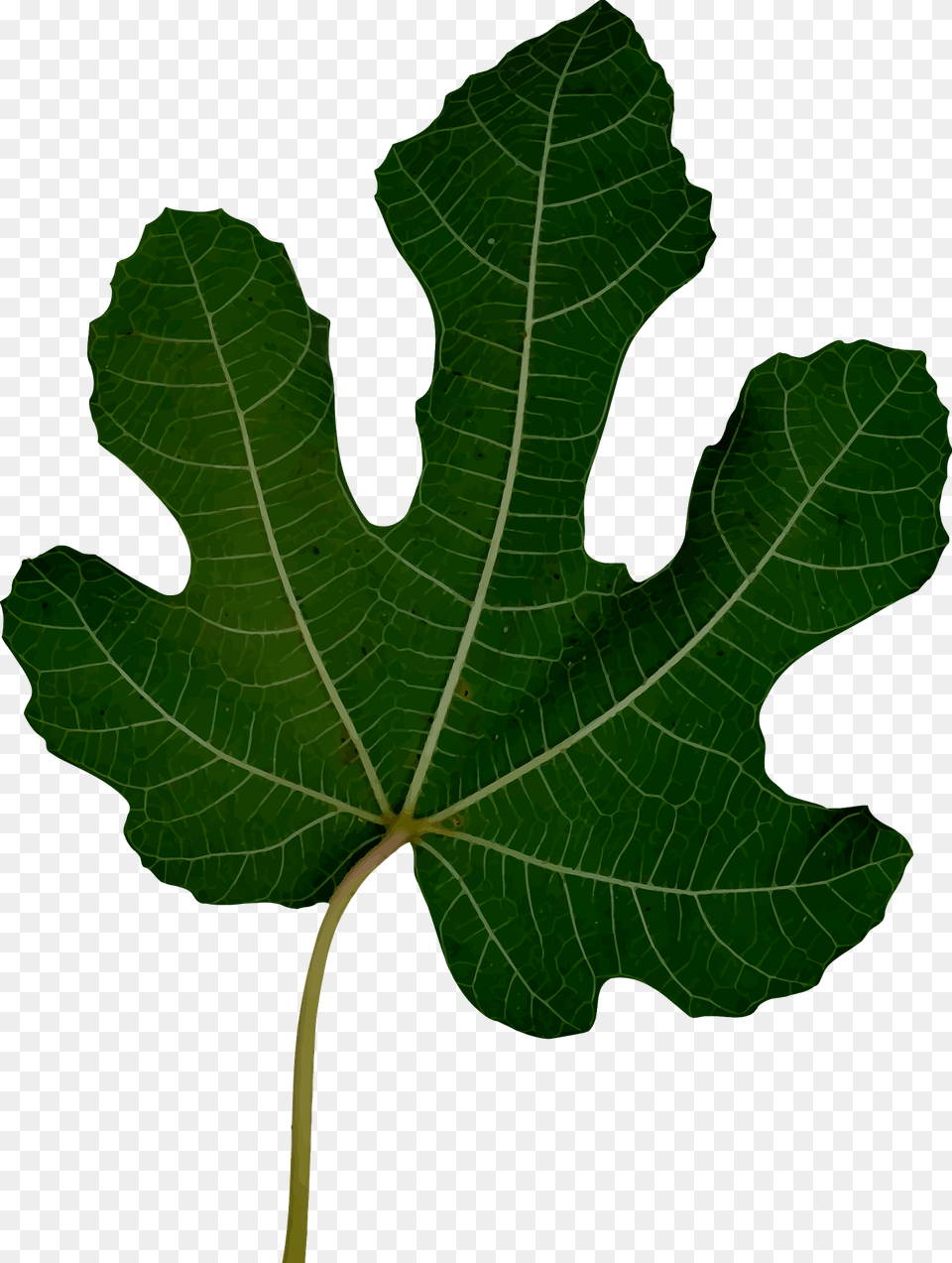 Fig Leaf Clipart, Plant, Tree, Food, Fruit Free Png