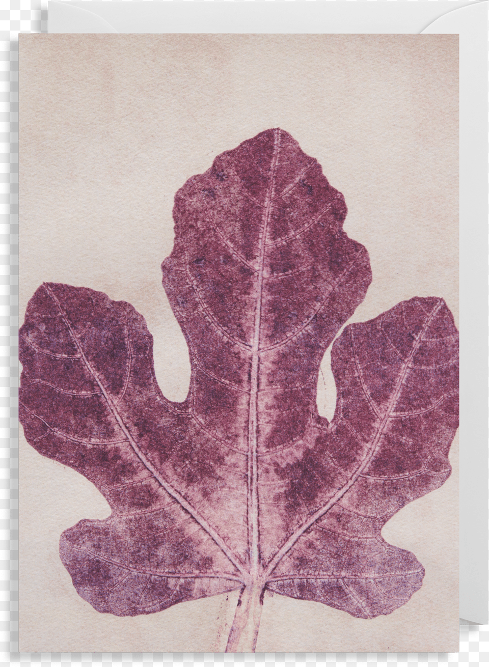 Fig Leaf Greeting Cardquotdata Max Widthquot1400quotdata Maple Leaf, Plant, Animal, Reptile, Sea Life Free Png