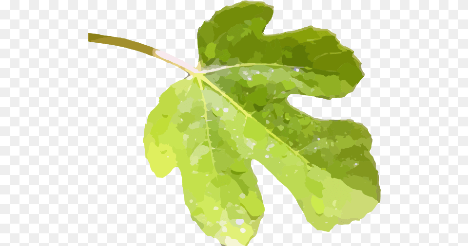 Fig Leaf Image Clip Art Fig Leaf, Plant, Tree Free Transparent Png