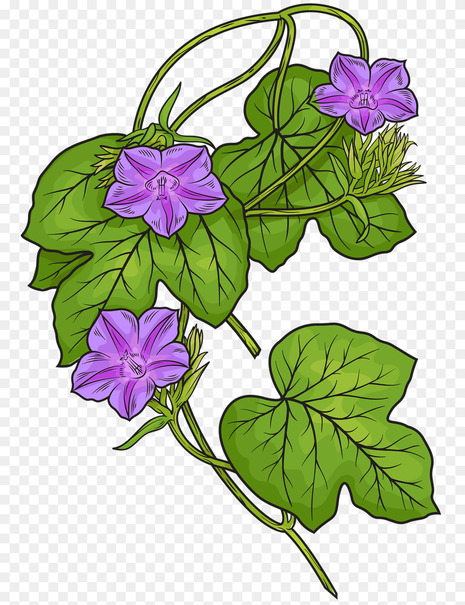 Fig Leaved Morning Glory Clipart, Flower, Geranium, Plant, Purple Png
