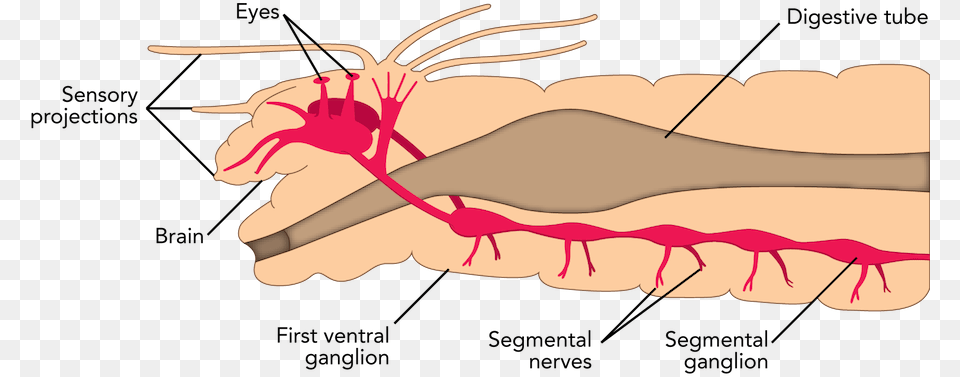 Fig Nervoussystempolychaete Strong, Body Part, Hand, Person, Baby Png