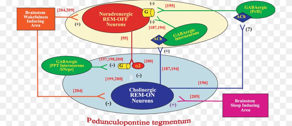 Fig Proposed Connections To And From Rem On And Rem Off Neurons, Diagram Free Transparent Png