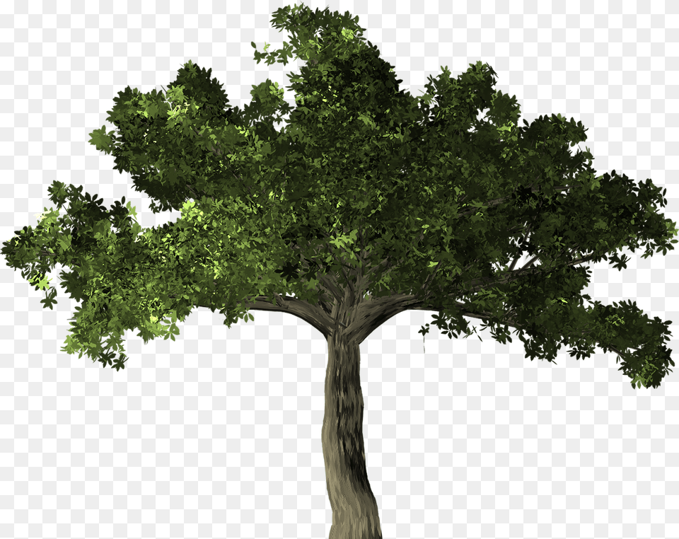 Fig Tree, Oak, Plant, Sycamore, Tree Trunk Free Png