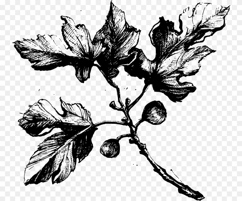 Fig Tree Black And White, Gray Free Png Download