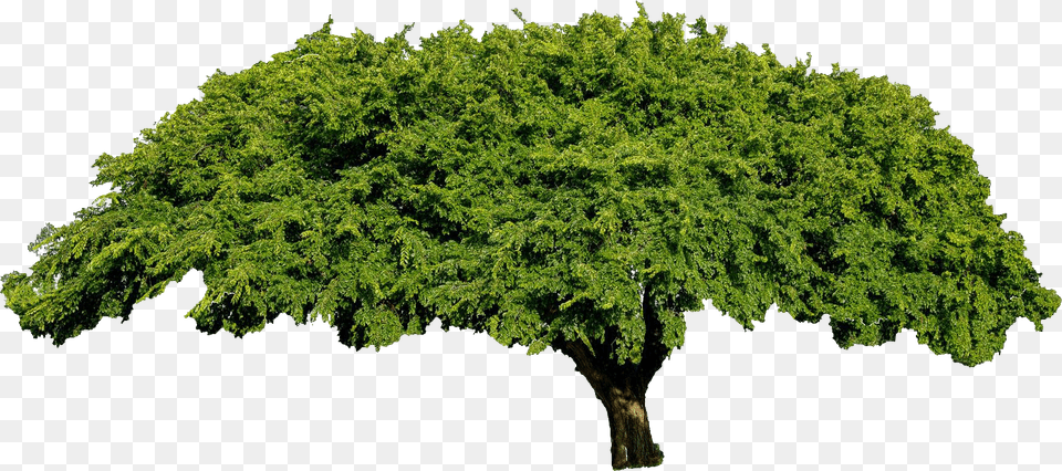 Fig Tree Clip Art, Oak, Plant, Sycamore, Conifer Png Image