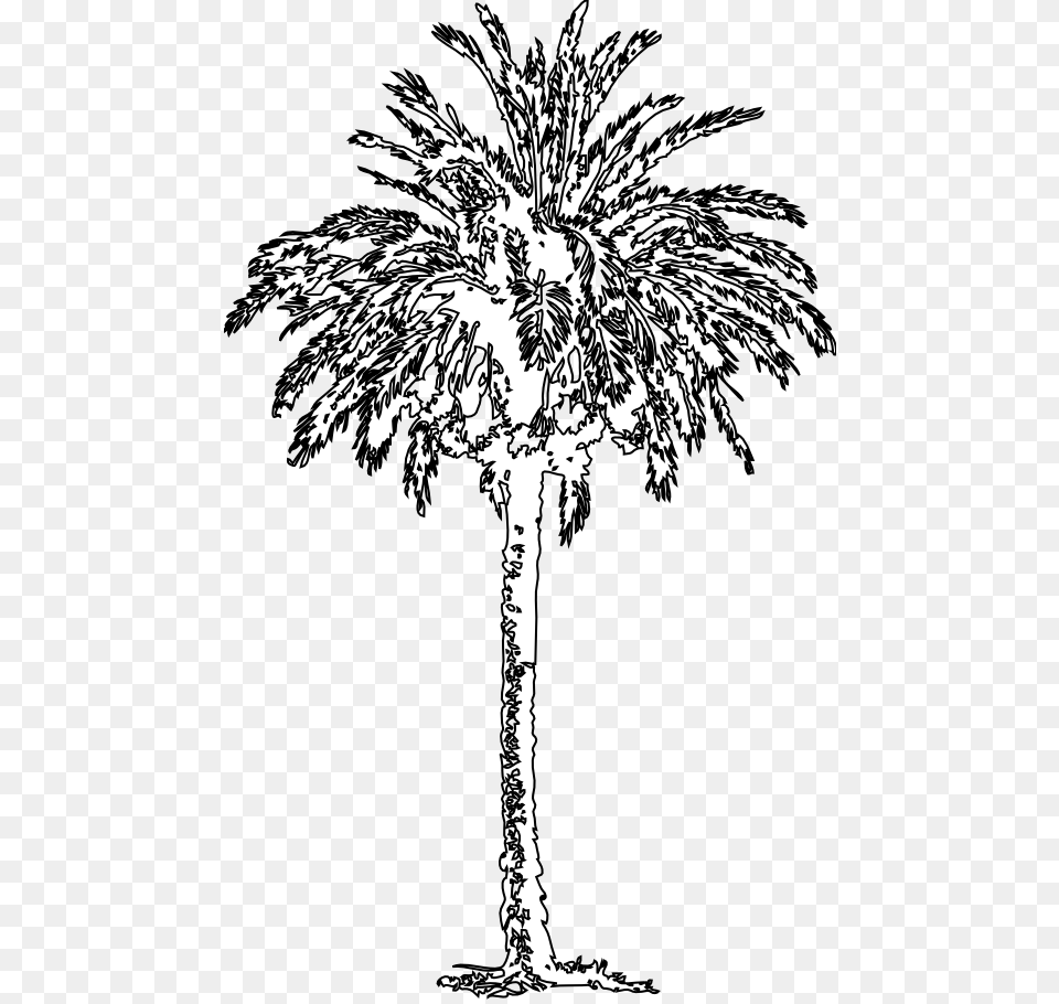 Fig Tree Clipart Black And White Picture Stock Roystonea, Palm Tree, Plant, Art, Drawing Free Png