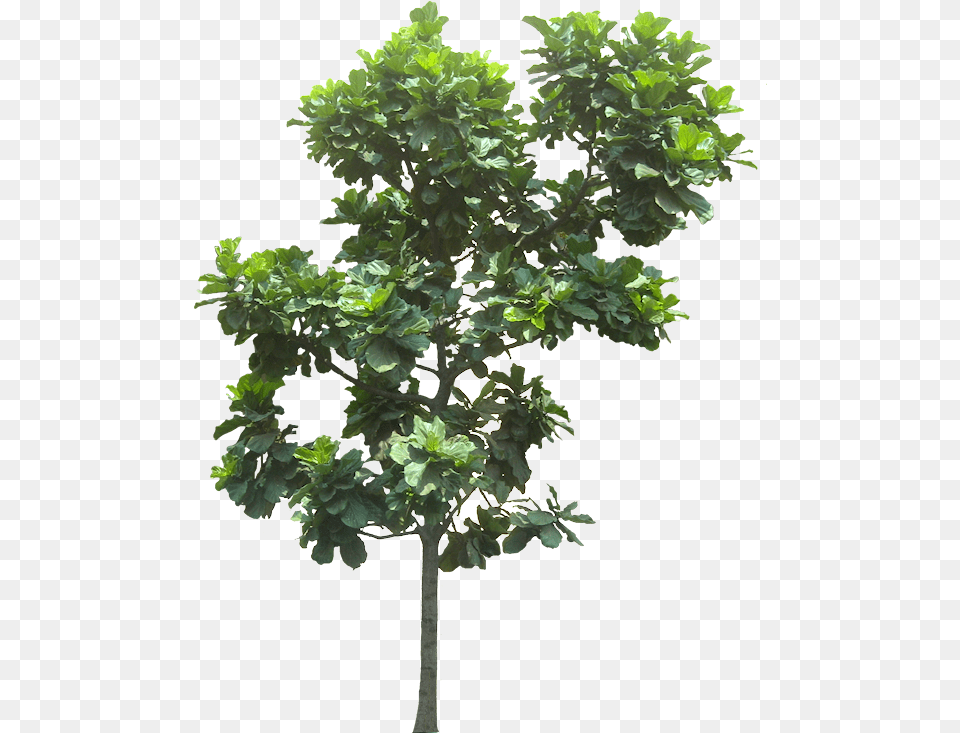 Fig Tree Cut Out, Leaf, Oak, Plant, Sycamore Free Png Download