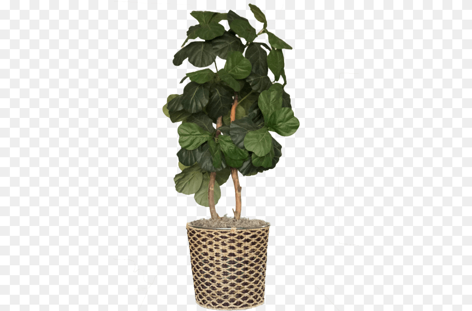 Fig Tree In A Blond And Mocha Wicker Basket, Jar, Leaf, Plant, Planter Free Png