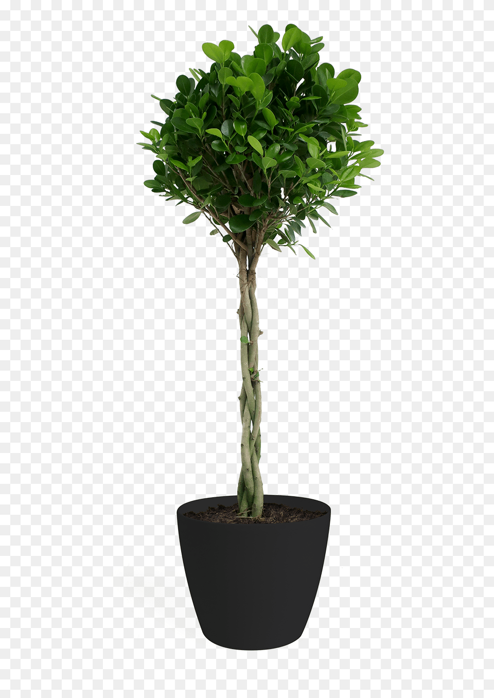 Fig Trees, Leaf, Plant, Potted Plant, Tree Free Png