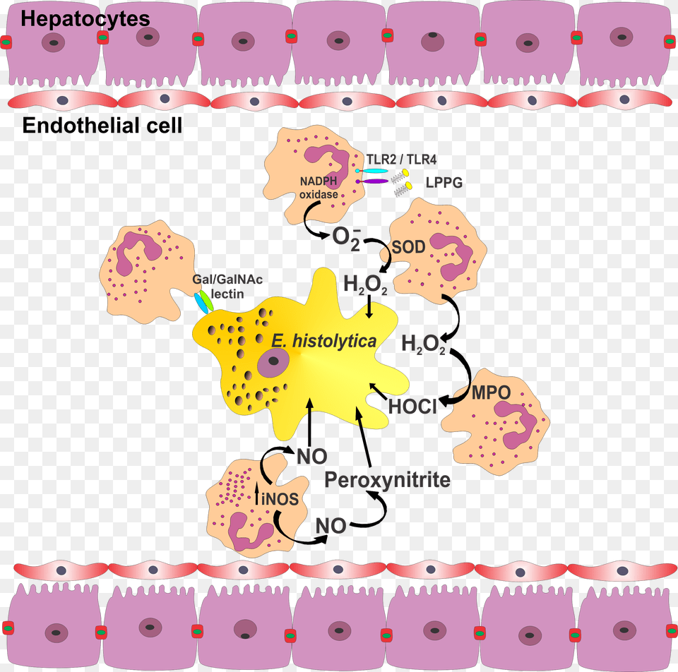 Fig1 Role Of Neutrophils In Rodent Amebic Entamoeba Histolytica And Neutrophil, Plant, Flower, Person, Head Free Png Download