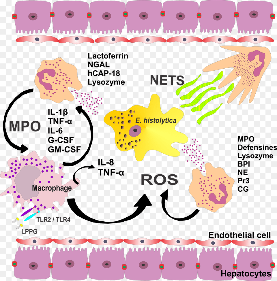 Fig2 Role Of Neutrophils In Rodent Amebic Amoebic Liver Abscess Pathogenesis, Chart, Plot, Animal, Bear Png Image