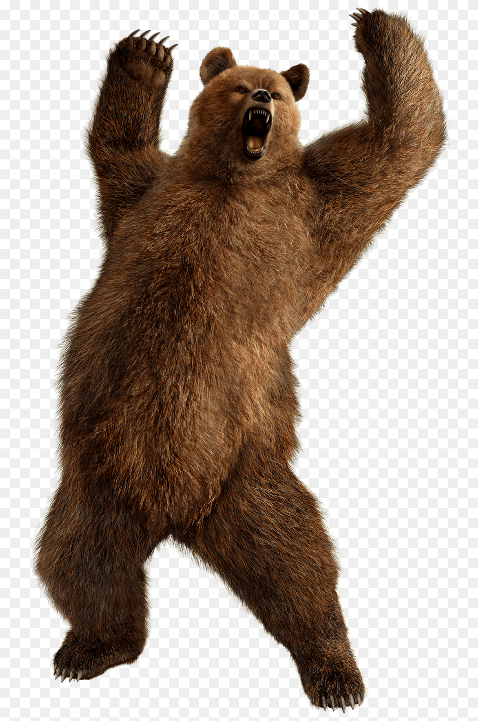 Fighting Bear, Animal, Mammal, Wildlife, Brown Bear Png Image