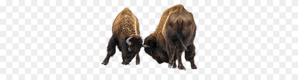 Fighting Bisons, Animal, Bison, Mammal, Wildlife Free Png Download